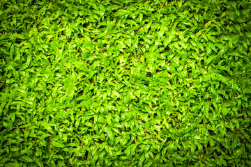 Green grass texture background