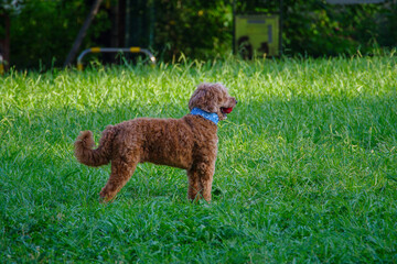 草むらに犬がいる
