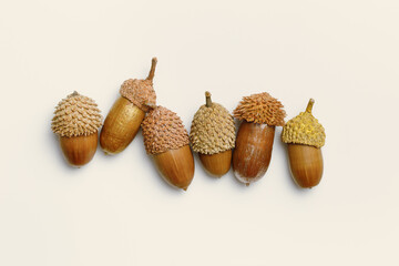 Row Acorns painted golden color on beige background. Autumn time minimal neutral banner. Fall...
