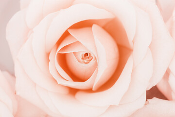 Close up rose flower, delicate macro petals peach cream pastel colors, natural flowery background....