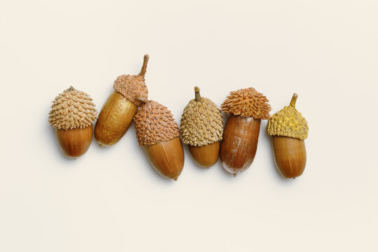 Row Acorns painted golden color on beige background. Autumn time minimal neutral banner. Fall harvest season, autumnal natural materials, pattern from acorns. Trend flat lay, aesthetic fall
