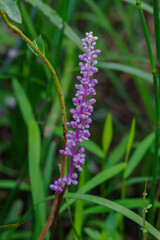 サマームスカリまたの名をヤブラン