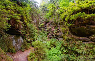 Magical enchanted fairytale forest with fern, moss, lichen and sandstone rocks at the hiking trail Devil chamber in the national park Saxon Switzerland near Dresden, Saxony, Germany.