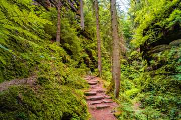 Obraz premium Magical enchanted fairytale forest with fern, moss, lichen and sandstone rocks at the hiking trail Devil chamber in the national park Saxon Switzerland near Dresden, Saxony, Germany.