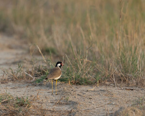 Red wattled lapwing in a farm, Bahrain