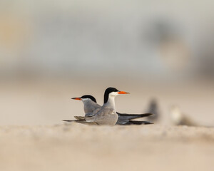 Pair of white cheeked tern in mating ritual, Bahrain