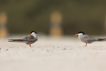 white cheeked tern preening its feathers on the sand, Bahrain