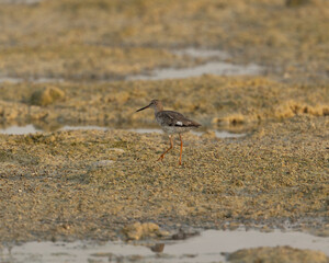 Redshank walking on ground against the sun, Bahrain