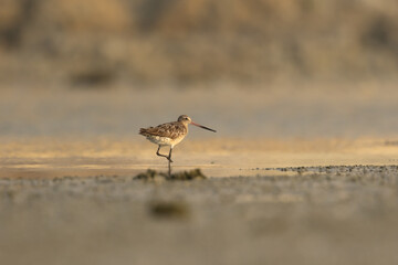 Bar-Tailed Godwit in sunlight, Bahrain