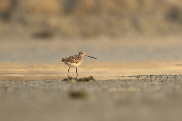 Bar-Tailed Godwit in sunlight, Bahrain
