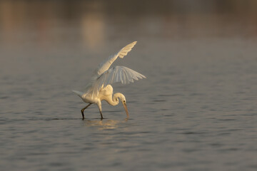 Little Egret fishing in water with wings wide open