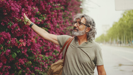 Friendly middle aged man with gray hair and beard wearing casual clothes, wall with purple flowers blooming in the background. Mature gentleman in eyeglasses looking at flowers