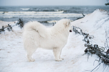 Nice Samoyed white dog is on snow sea beach in Latvia