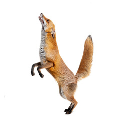 Red fox jumping, looking up, two years old, isolated on white