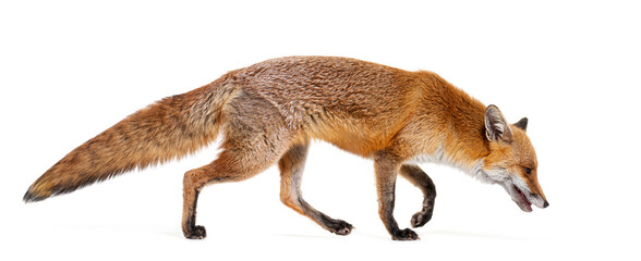 Side view of a Red fox looking down and walking away