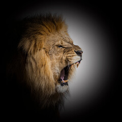 Fototapeta na wymiar Male adult lion roaring and showing his canines aggressively