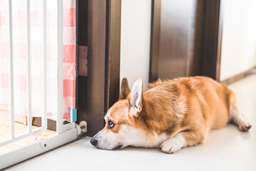 Cute dog (corgi) looking sad or moody