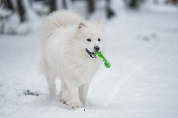 Samoyed white dog is playing with toy in the winter forest