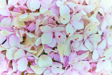 Light background of flowers and small petals