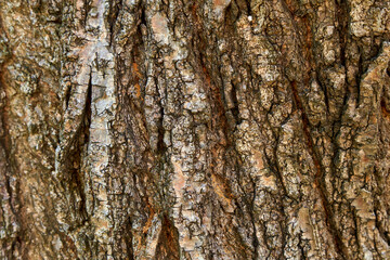 Texture from bark of tree close-up.