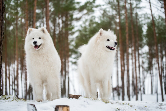 Beautiful fluffy two Samoyed white dogs is in the winter forest