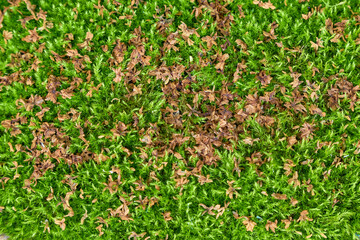Texture of green moss with dried leaves lying on it