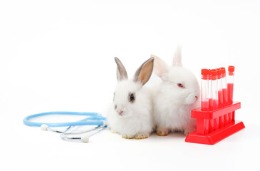 white bunny on white background with medical equipment stethoscope and experimental tubes, concept of rabbit experimental,rabbit sick, rabbit health care etc
