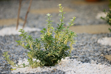 Common boxwood flower plant (Buxus Sempervirens) photographed in a beautiful garden. White marble and green rock on the ground. Landscaping ideas.