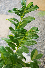 Common or English laurel plant (Prunus laurocerasus Caucasica) photographed in a beautiful garden. White marble and green rock on the ground. Landscaping ideas.