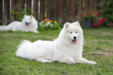 White Samoyed puppy sits on the green grass. Dog in nature, a walk in the park