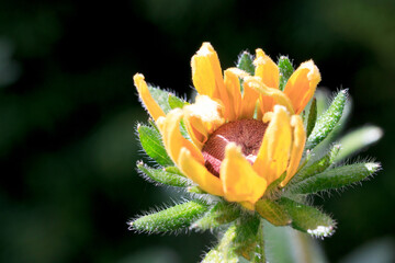 Yellow flower in sun