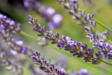 Lavender, flowers