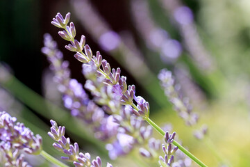 Lavender, flowers