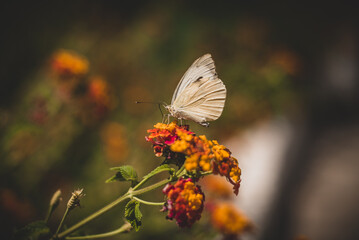 butterfly on a flower