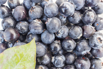 収穫したばかりのブルーベリーの果実および葉
