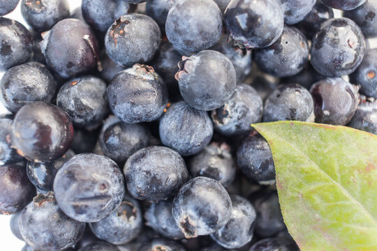 収穫したばかりのブルーベリーの果実および葉
