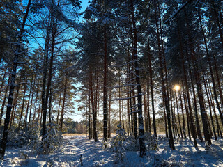 Frosty sunny winter landscape in snowy pine forest,