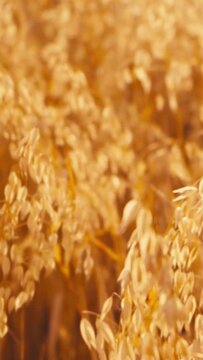 vertical view of cropped child touching golden wheat in field