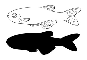 danio glofish sketches, black silhouette and outline of the aquarium fish danio glofish, excellent design for any purpose. fish set of elements for signage packaging and labels Vector isolated set
