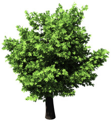 Oak tree isolated - 3d rendering
