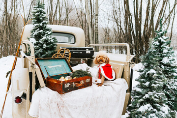 beige retro pickup truck decorated for Christmas and New Year with vintage interior items, suitcases, skis, sledge, blankets, Christmas ornaments and cute pet red poodle in Santa costume, winter time - obrazy, fototapety, plakaty