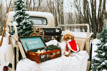 beige retro pickup truck decorated for Christmas and New Year with vintage interior items,...
