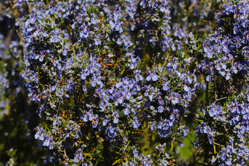 Rosemary flowers