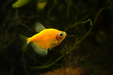 Freshwater aquarium fish. Black tetra. Gymnocorymbus ternetzi. Yellow  variant on the tank.