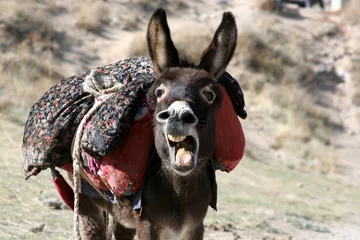 Deurstickers A brown donkey busy braying © Kybele