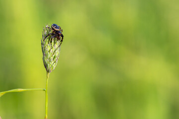 Synema globosum - Napoleon spider - Thomise globuleuse - Araignée crabe Napoléon