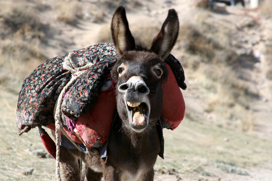 A brown donkey busy braying