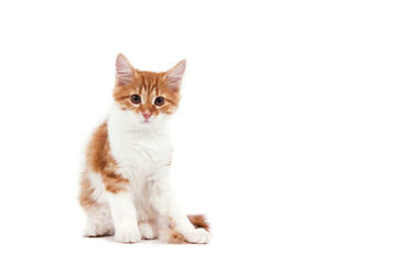 Siberian kitten on white background