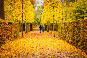 Yellow leaves in autumn park. 