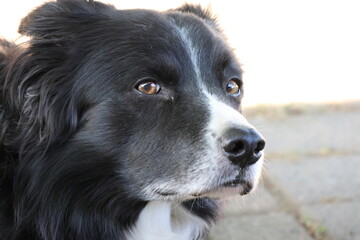border collie dog